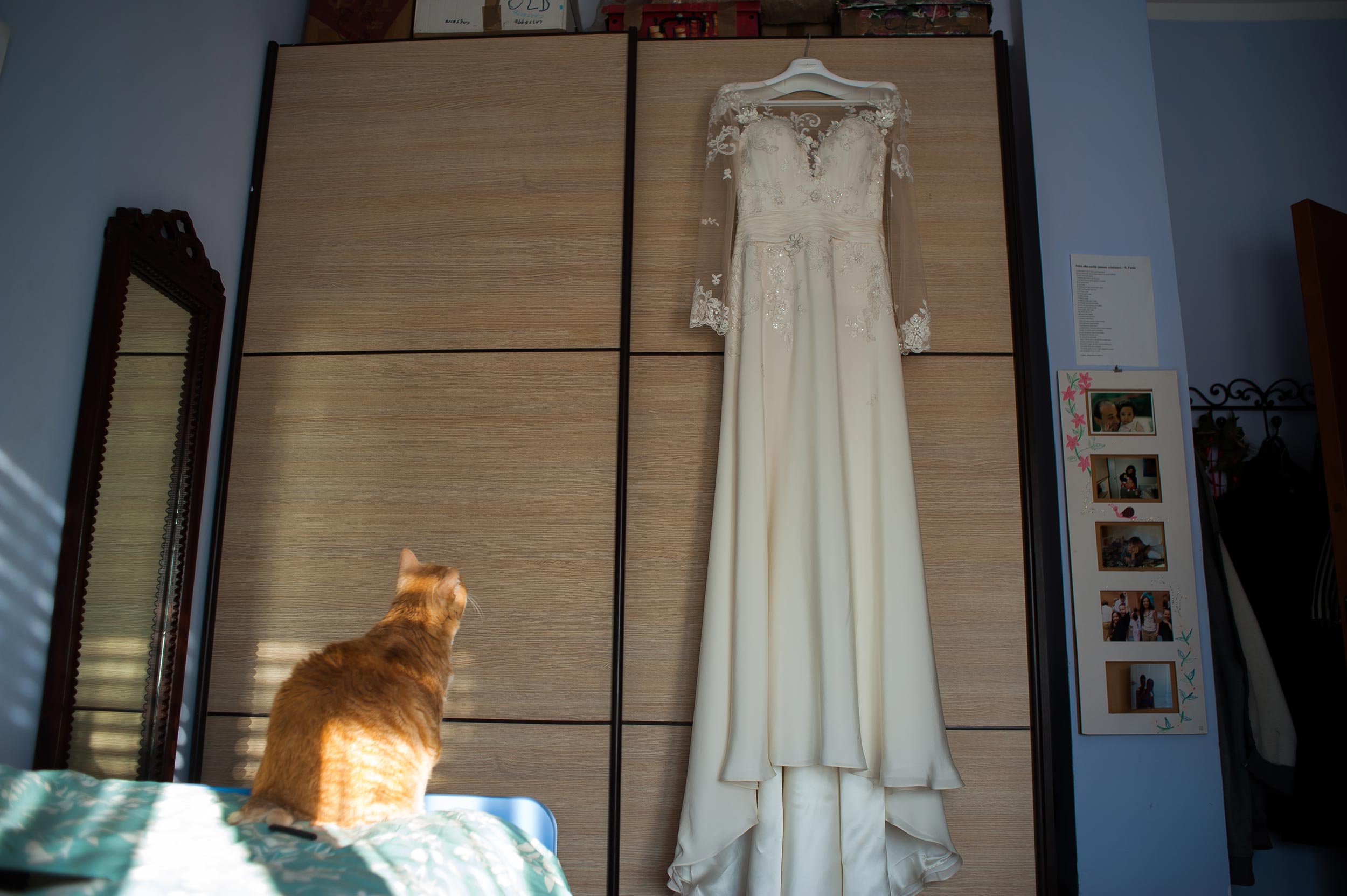 red cat admiring brides wedding dress