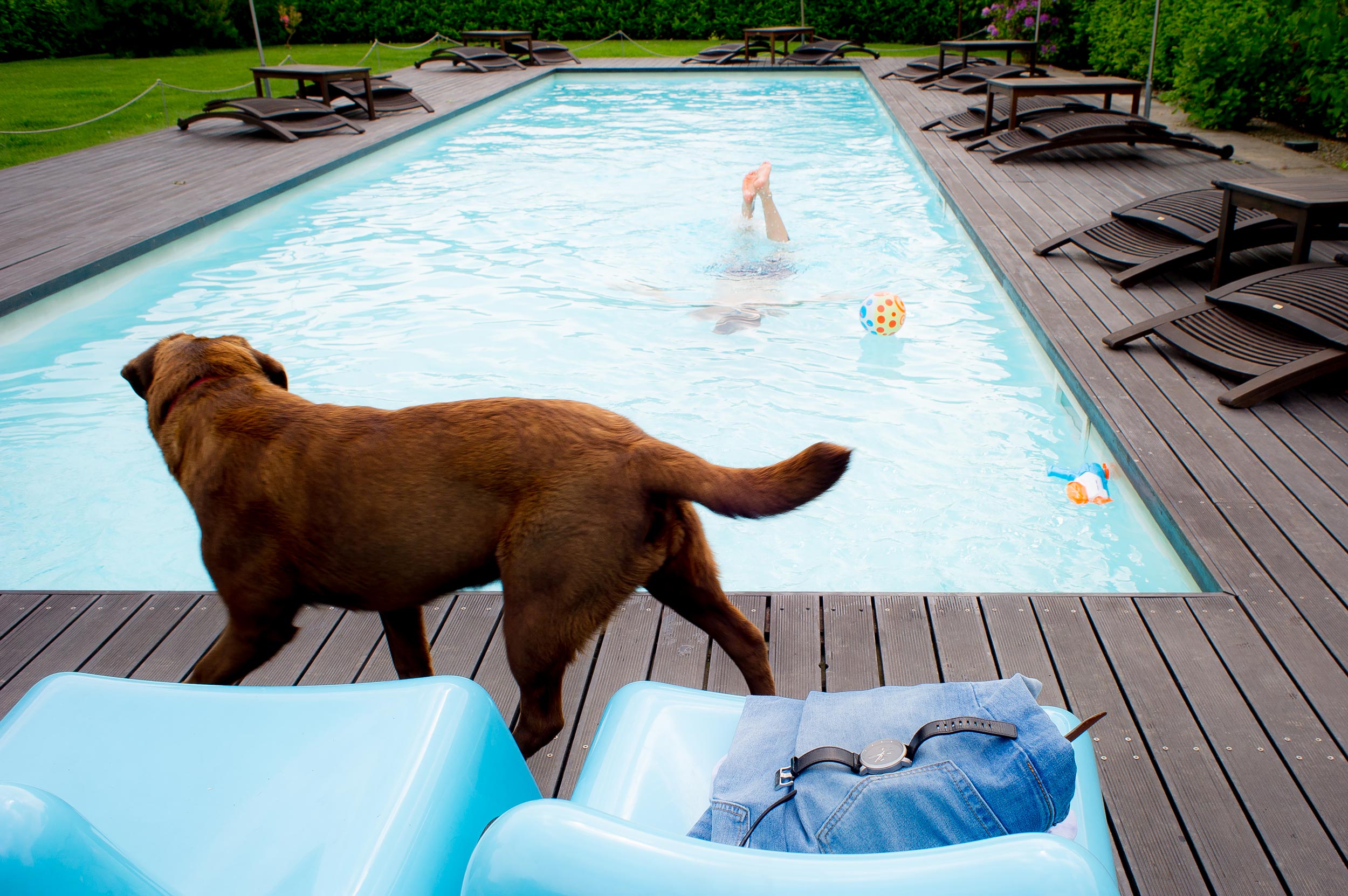 dog watches groom in the pool before wedding