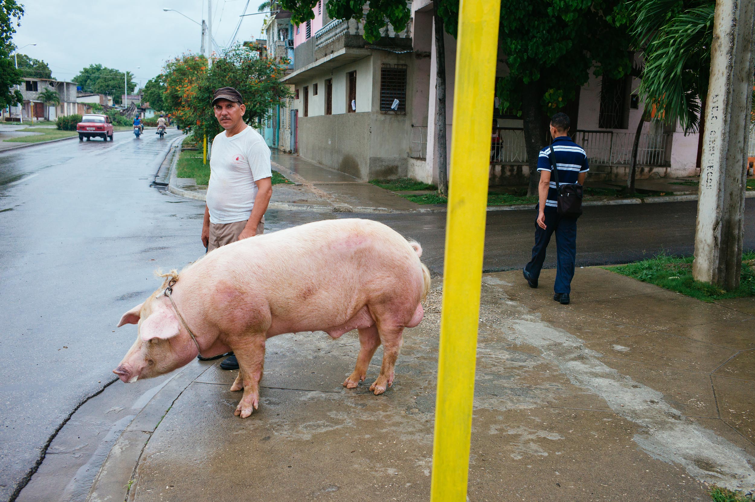 Guantanamo 2016 - Man walking with a big pig